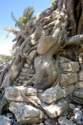 Rock-stealing tree 6416