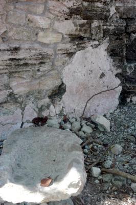 Termite tube on ruin 6413