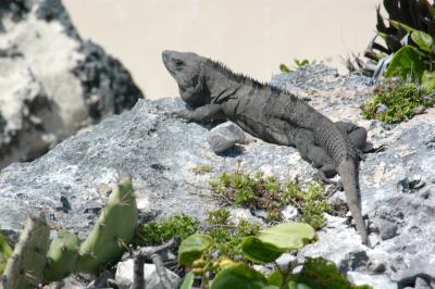 Tulum clifftop iguana 6300
