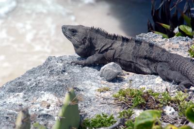 Tulum clifftop iguana 2 6301