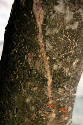 Trenched bark under old termite tube 6714