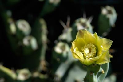 Tulum cactus blossom 6318