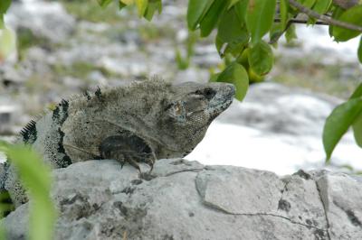 Tulum iguana 6321