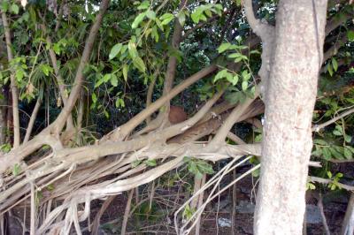 New aerial termite nest 6717