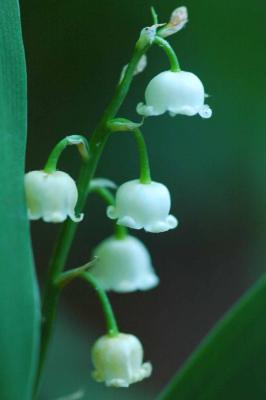 g4/31/528631/3/59302515.27LilyoftheValley8334.jpg