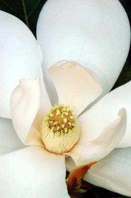 Magnolia 5081