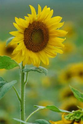 Sunflower 5290