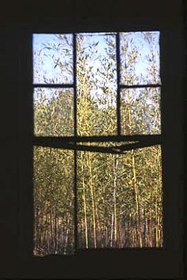 Old window and bamboo