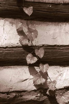 25 Grape on log cabin 5725