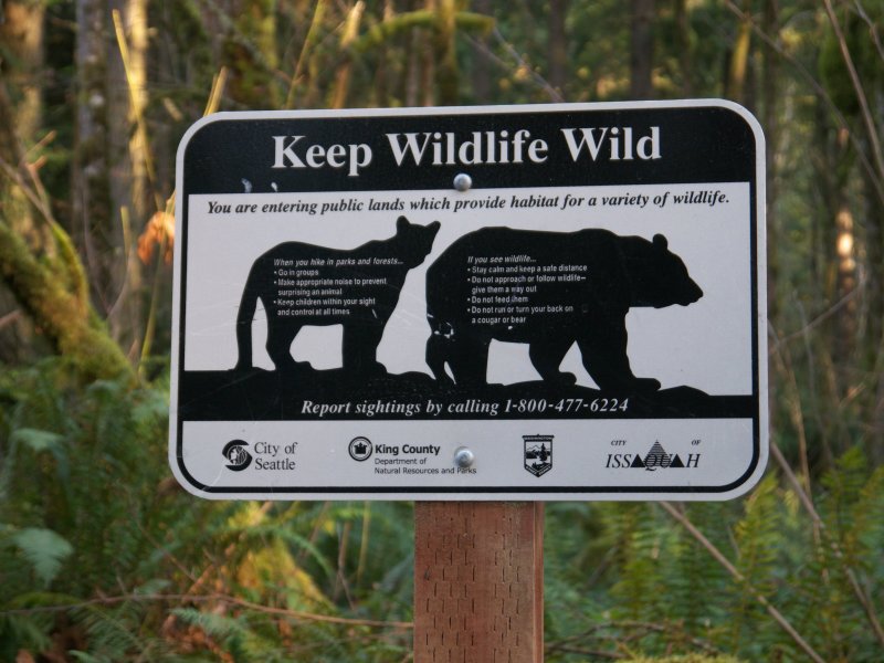 Do not run from lions or bears