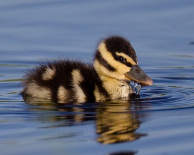 I'm a little Quacky!