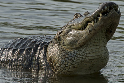 Alligator GRowl!