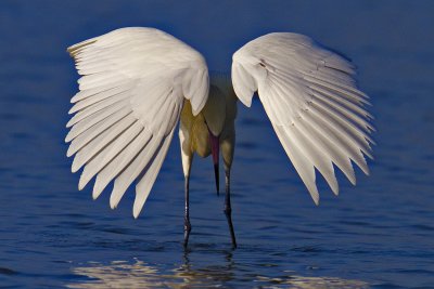 Wings of an Angel