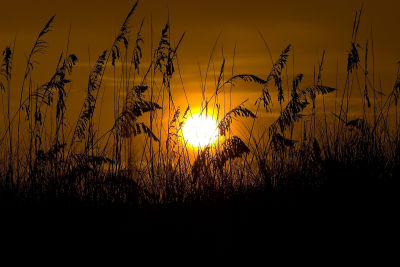 S.O.S (Sea Oats Sunset)