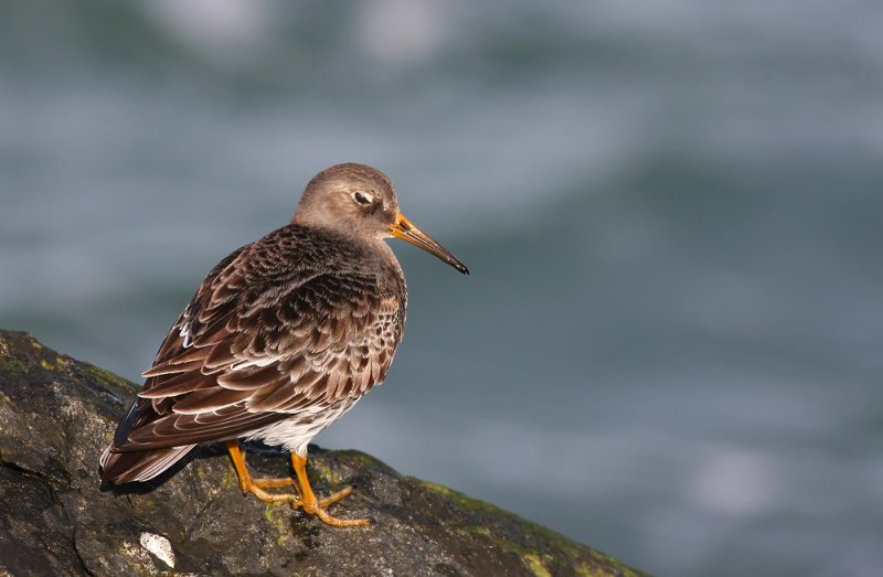 Purple Sandpiper