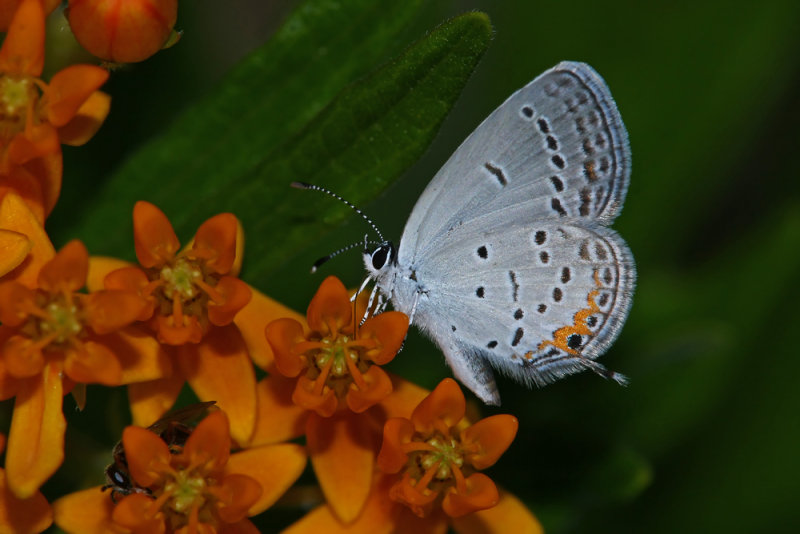 Eastern tailed Blue