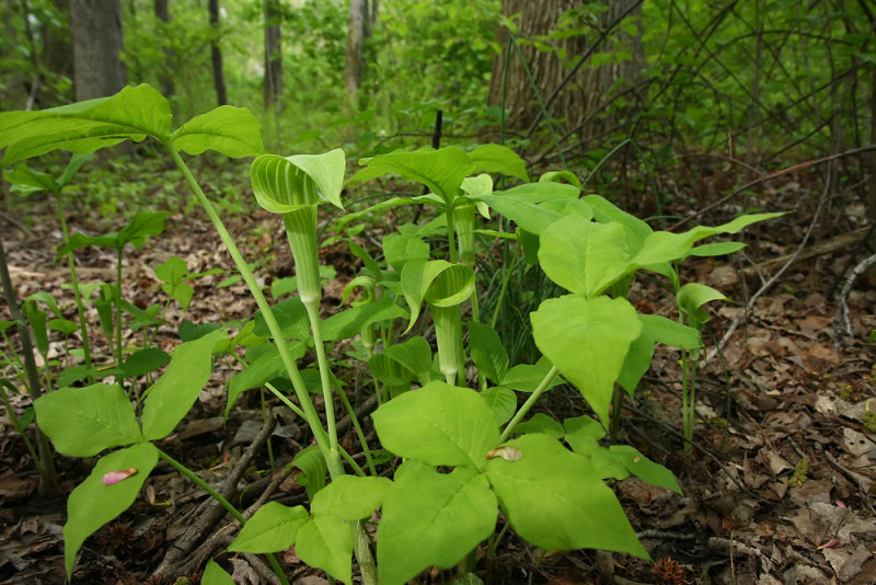 Arisaema triphyllum (Jack-in-the-Pulpit)