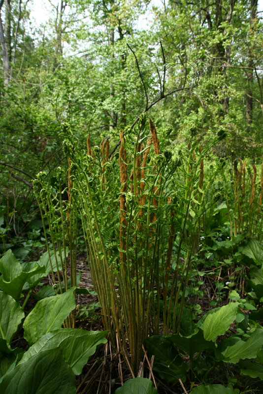 Osmunda cinnamomea (Cinnamon Fern)