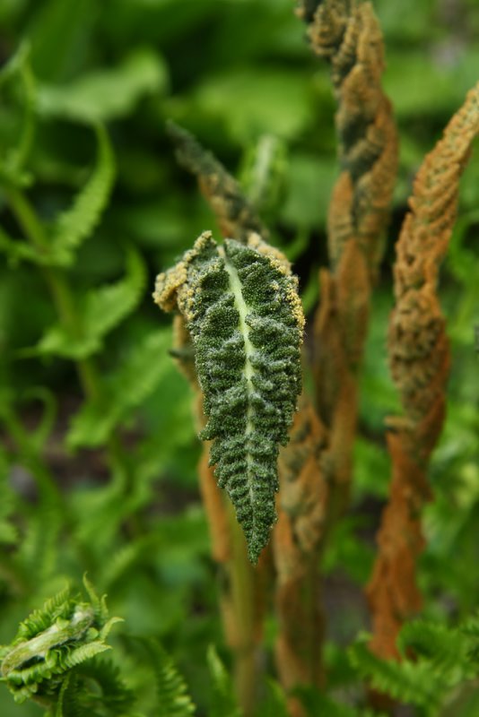 Osmunda cinnamomea (Cinnamon Fern)