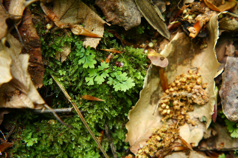 Probably Dryopteris intermedia