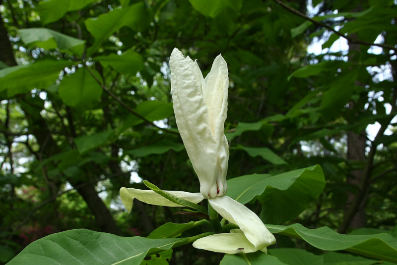 Magnolia tripetala- Umbrella Magnolia