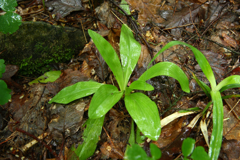 Chamaelirium luteum- (Devils Bit)
