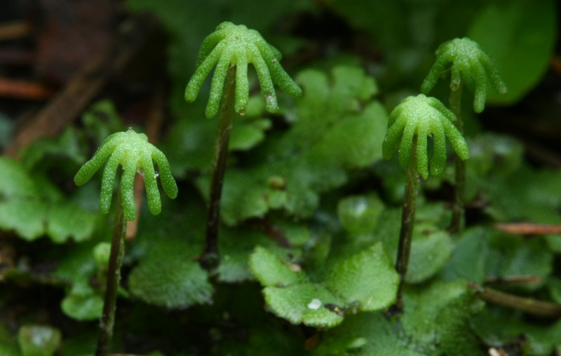 Marchantia polymorpha- (Umbrella Liverwort)