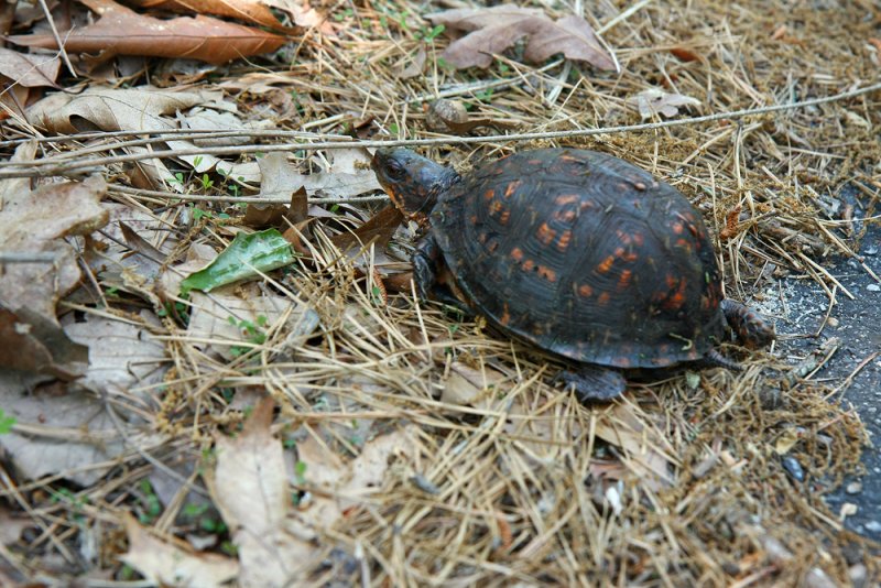 Eastern Box Turtle
