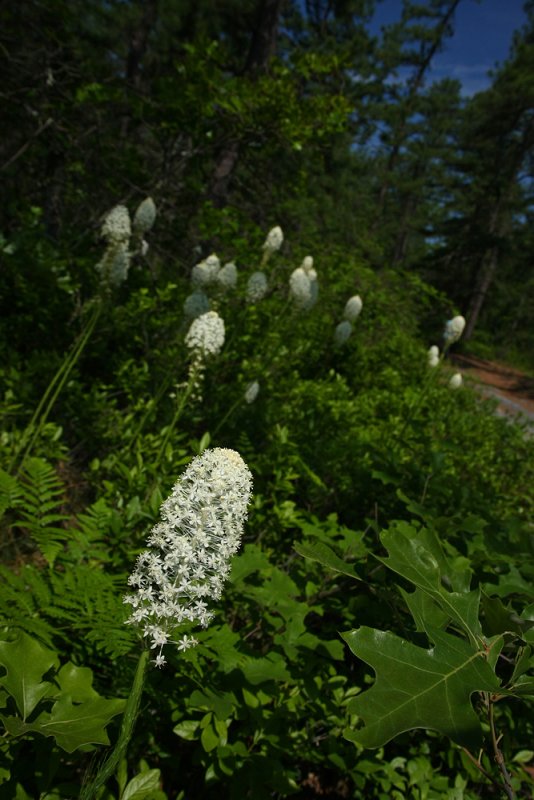 Xerophyllum asphodeloides- Turkeybeard