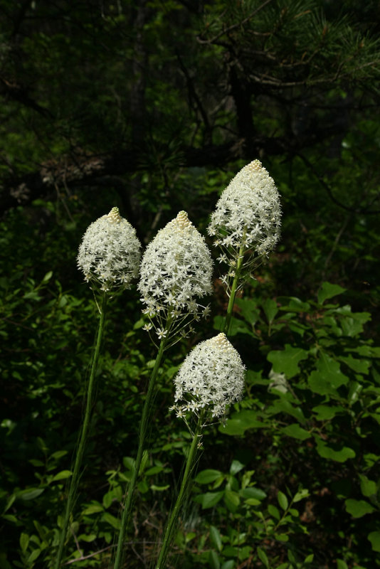 Xerophyllum asphodeloides- Turkeybeard