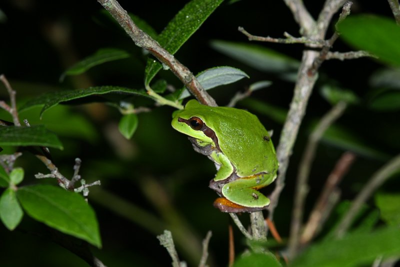 Pine Barrens Treefrog