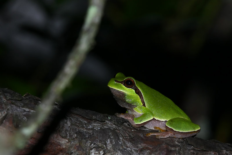 Pine Barrens Treefrog