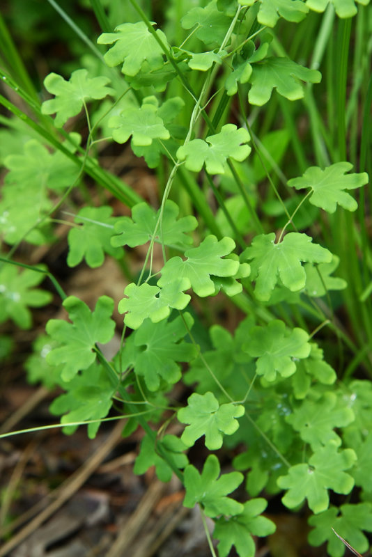 Lygodium palmatum (Climbing Fern)