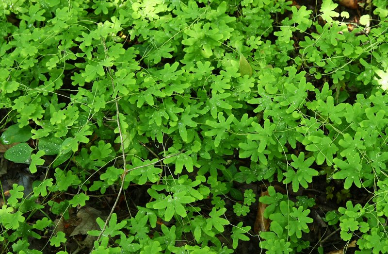 Lygodium palmatum (Climbing Fern)