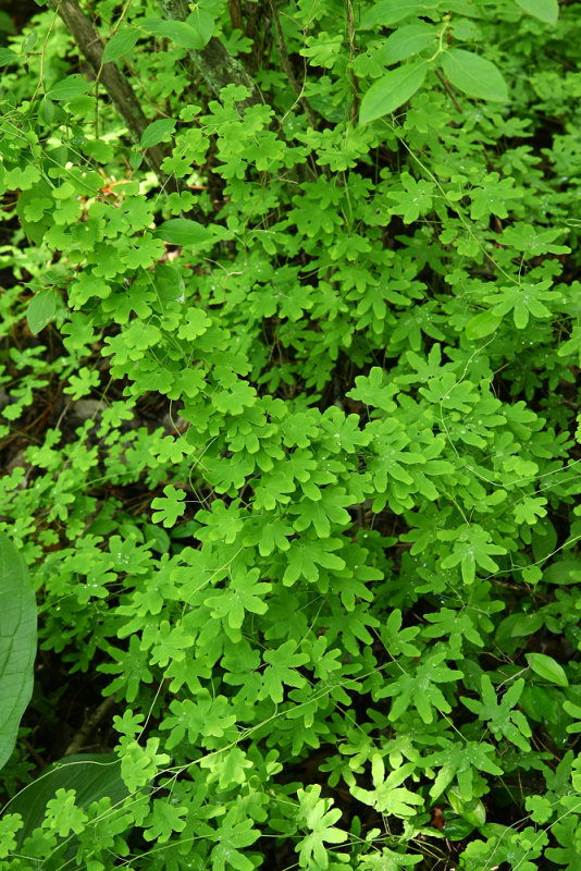 Lygodium palmatum (Climbing Fern)