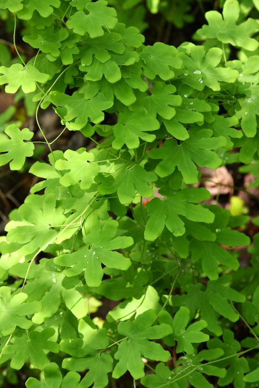Lygodium palmatum (Climbing Fern)