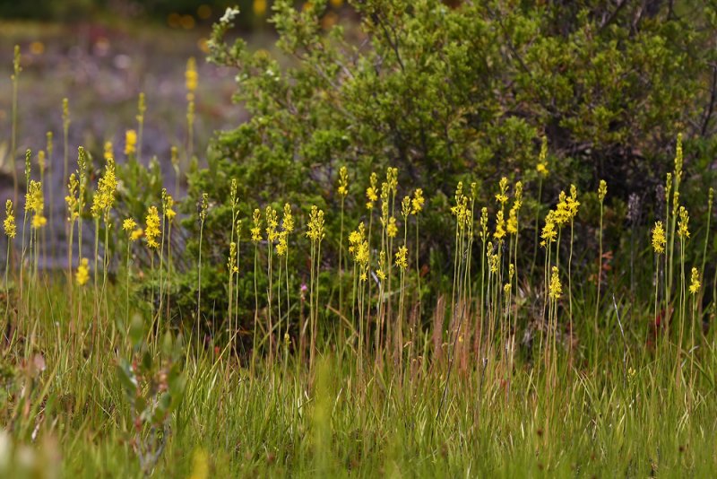Narthecium americanum- Bog Asphodel