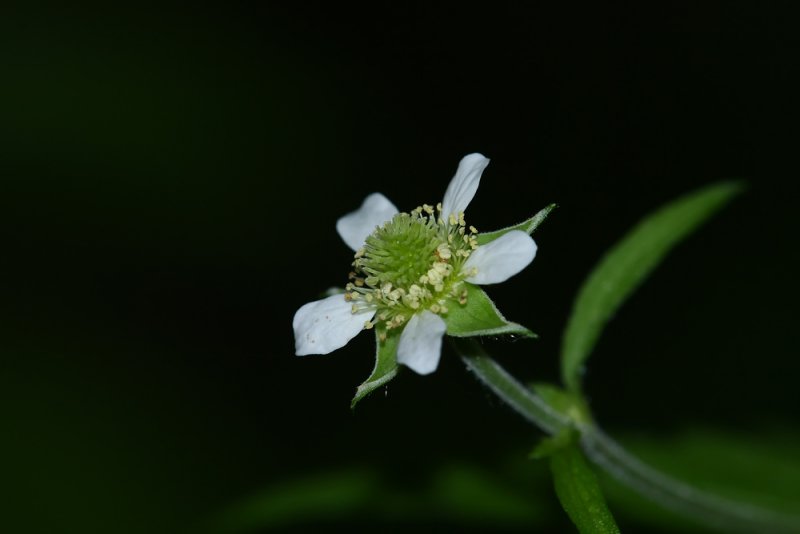 Geum canadense- White Avens