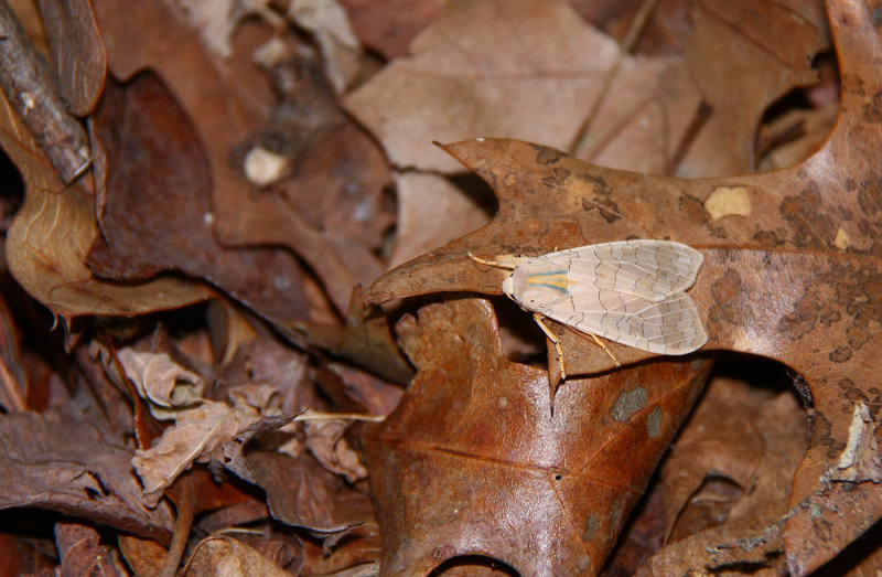 Banded Tussock Moth
