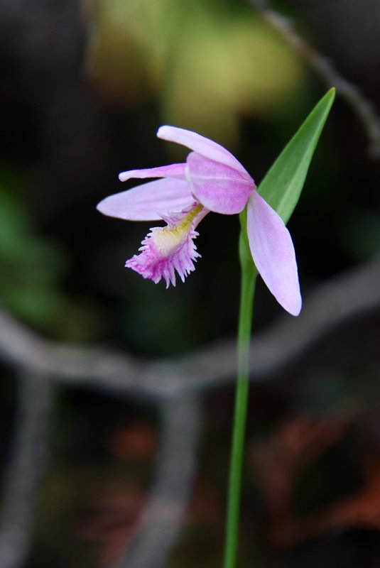 Pogonia ophioglossoides- Rose Pogonia