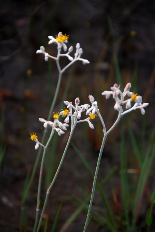 Lophiola aurea- Goldcrest