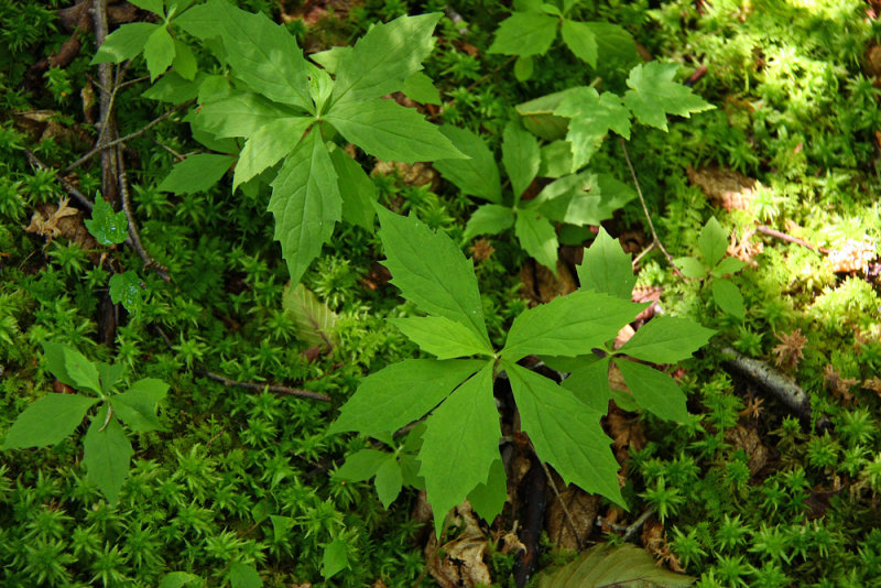 Aster acuminatus- Whorled Aster