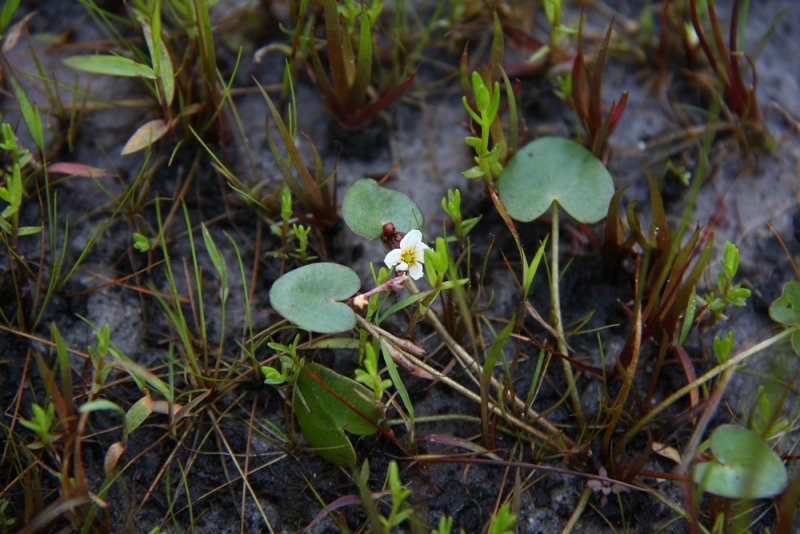 Nymphaeoides cordata- Floating Heart