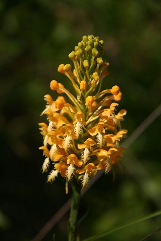 Platanthera ciliaris- Orange Fringed Orchid