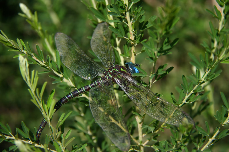 Swamp Darner