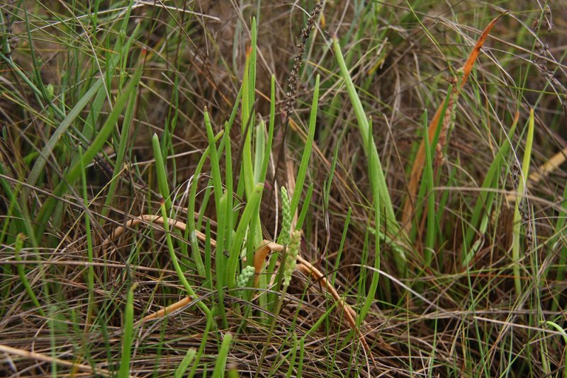 Plantago maritima- Seaside Plantain