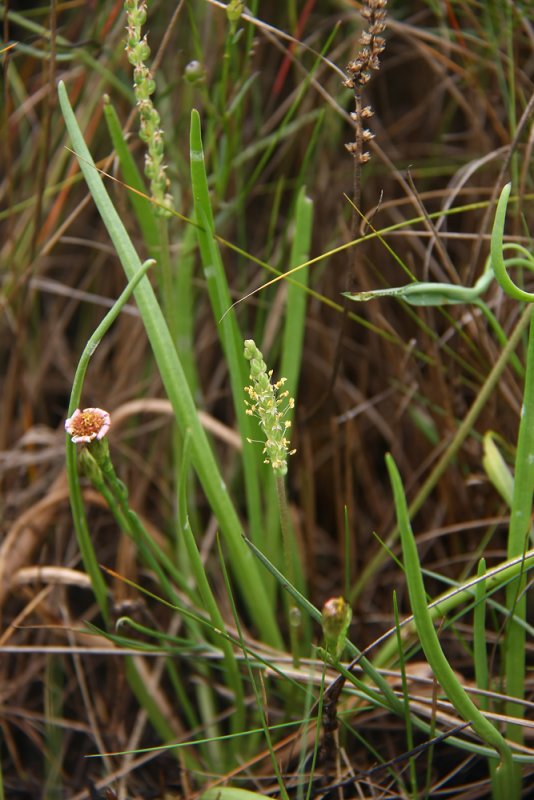 Plantago maritima var. juncoides- Seaside Plantain
