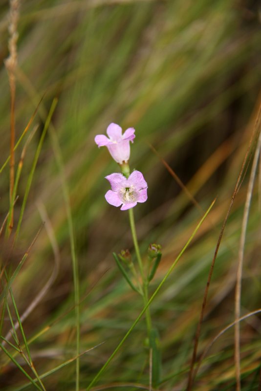Agalinis maritima- Seaside Gerardia