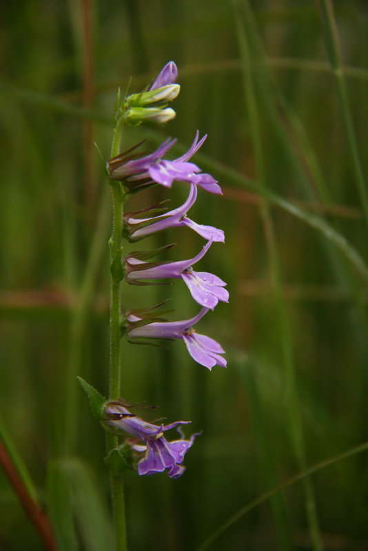 Lobelia puberula (Downy Lobelia)