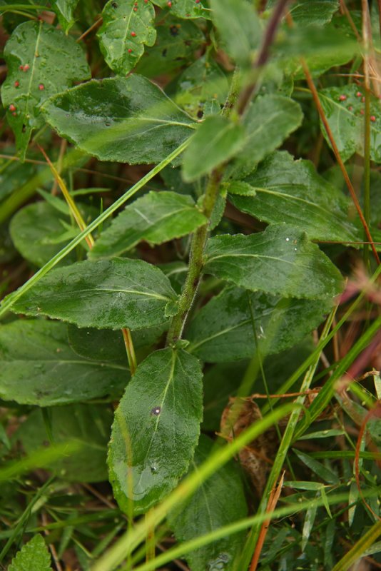 Lobelia puberula (Downy Lobelia)